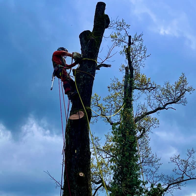 Professionelle Baumfällung mit Seilklettertechnik – stückweise von Hand – BAUMCHRAFT Christian Böhlen