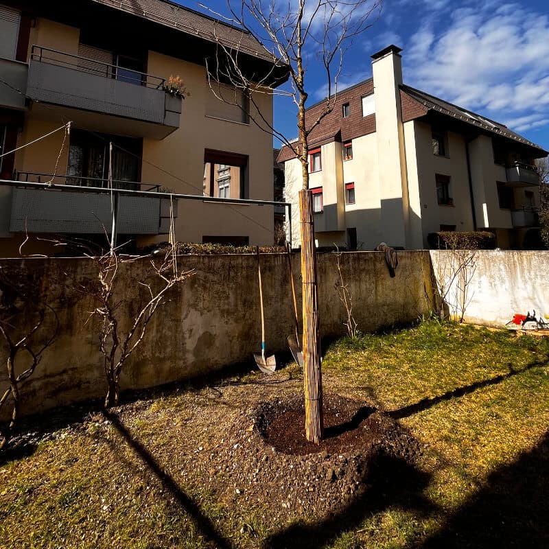 Fachgerechte Baumpflanzung mit standortgerechter Baumartenwahl für nachhaltiges Wachstum - BAUMCHRAFT Christian Böhlen