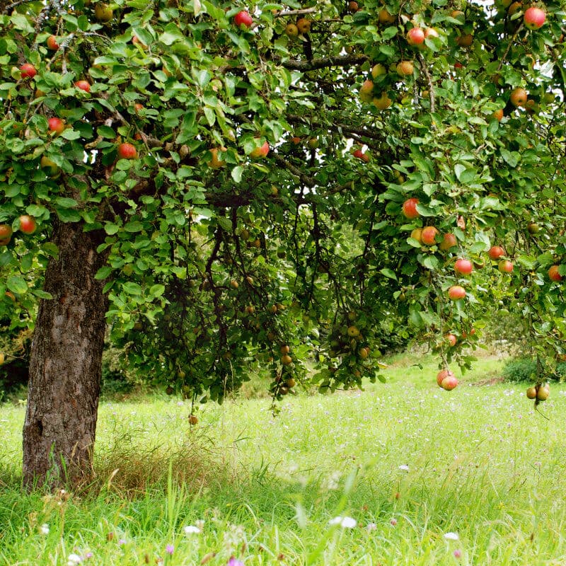 Fachgerechter Obstbaumschnitt nach Oeschberg-Palmer Methode für höheren Ertrag - BAUMCHRAFT Christian Böhlen