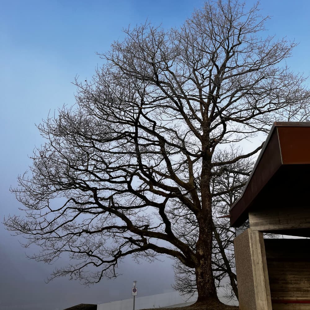 Eiche nach konservativer Kroneneinkürzung - natürliche Form erhalten, Sicherheit erhöht