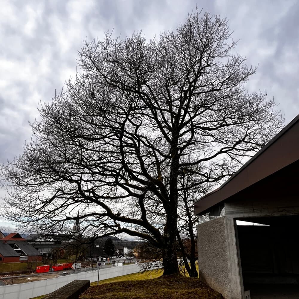 Windexponierte Eiche auf dem Friedhof Hausen am Albis vor der präventiven Kronenpflege