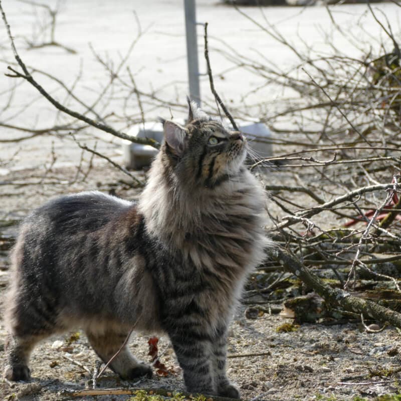 Gidi, das Maskottchen von BAUMCHRAFT - immer mit dabei bei der Baumpflege