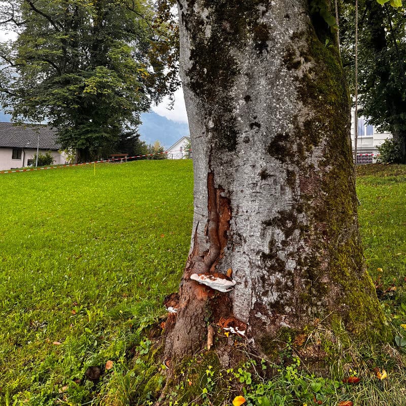 Baumpflege und Baumkontrolle in Hausen am Albis durch BAUMCHRAFT Christian Böhlen