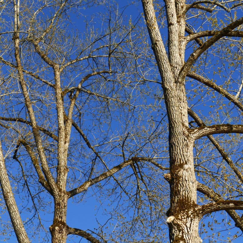 Professionelles Baumpflegekonzept für systematische Planung und Budgetierung - BAUMCHRAFT Christian Böhlen