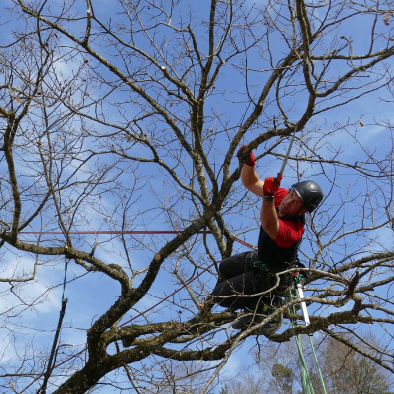 Professioneller Baumpfleger bei der Kronenpflege mit Seilklettertechnik - BAUMCHRAFT Christian Böhlen