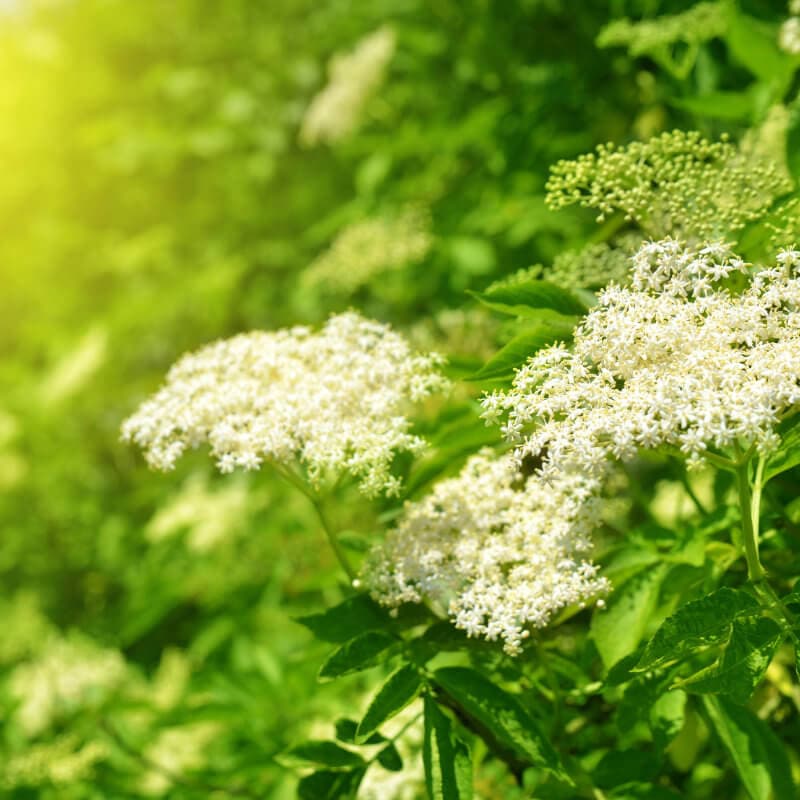 Wildhecke anlegen und professionelle Heckenpflege mit einheimischen Pflanzen - BAUMCHRAFT Christian Böhlen